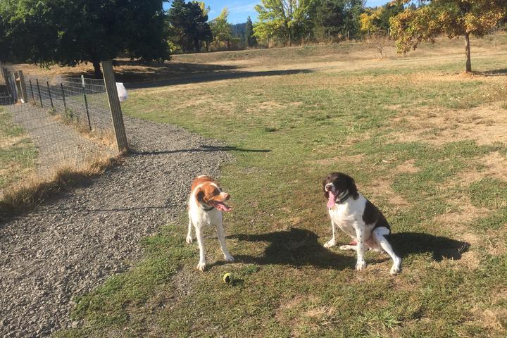 Pet Friendly Dog Park at Amazon Park