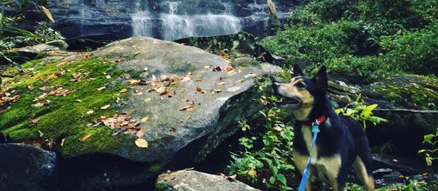 Dog Friendly Tellico Plains, TN