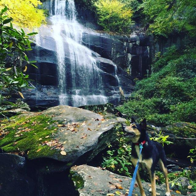 Pet Friendly Falls Branch Trail