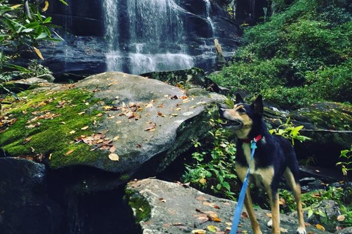 Pet Friendly Falls Branch Trail