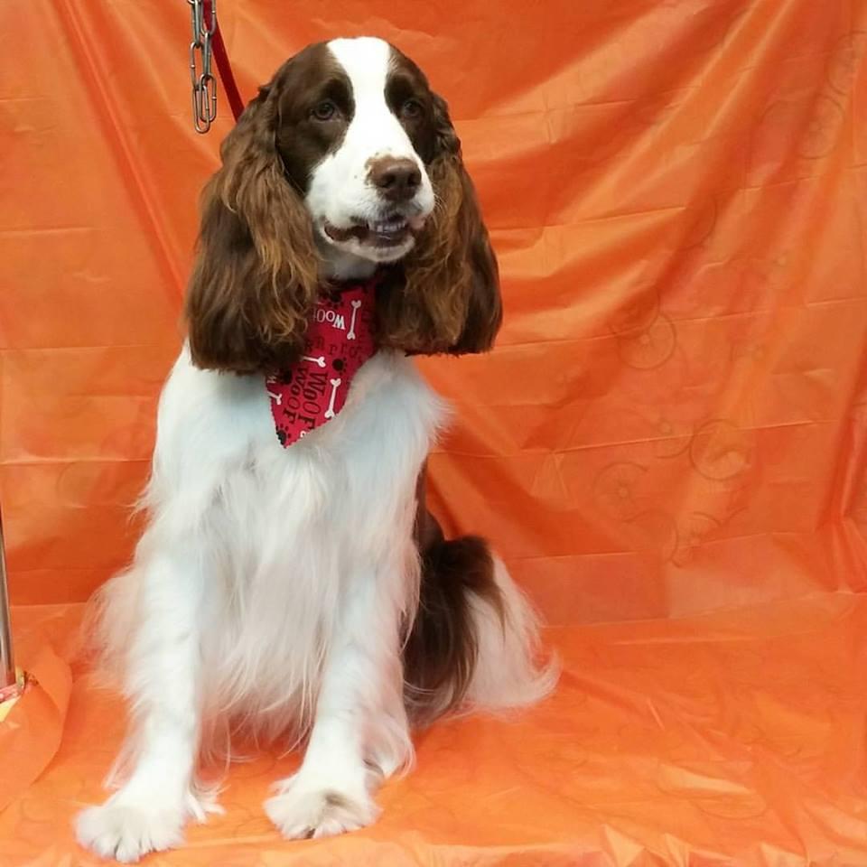 Pampered store pooch parlor