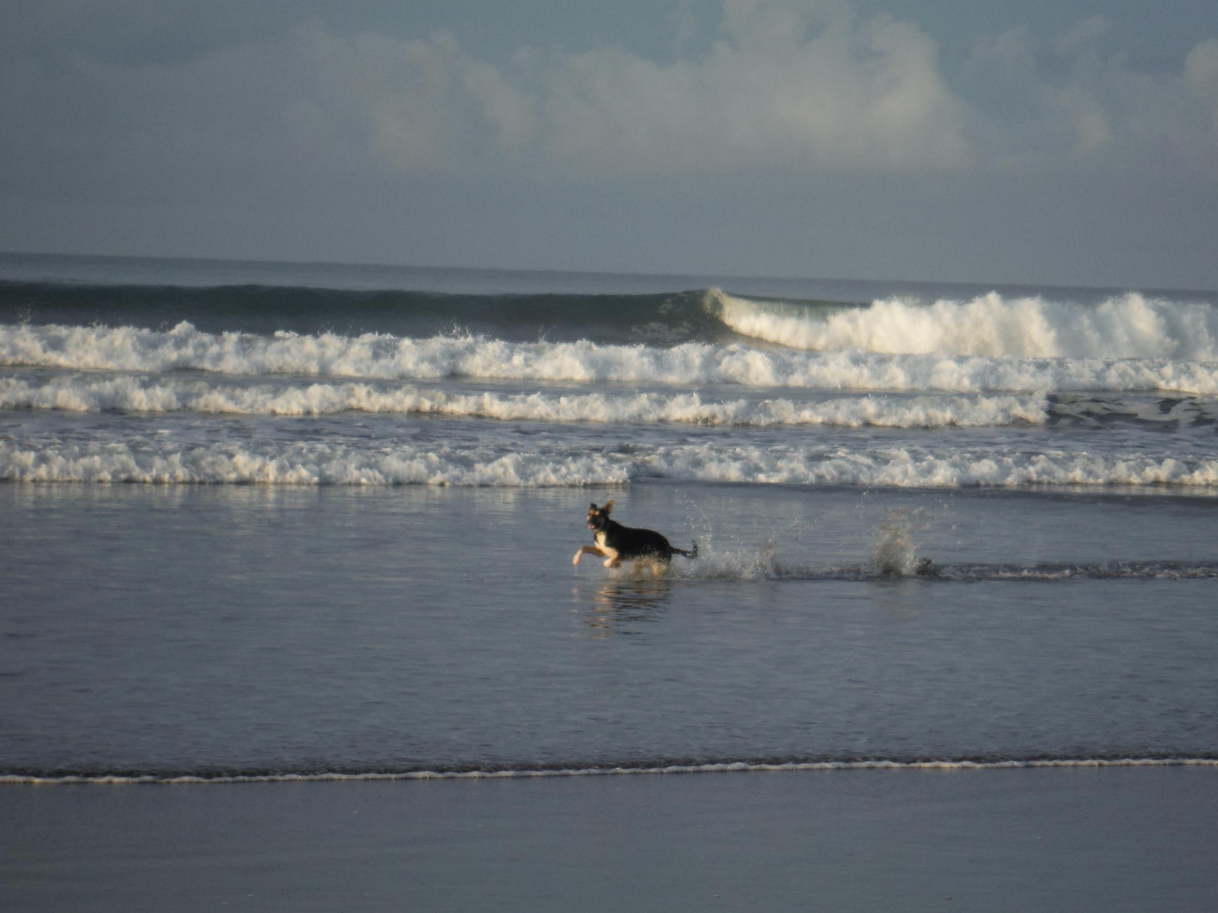 is hornsea beach dog friendly