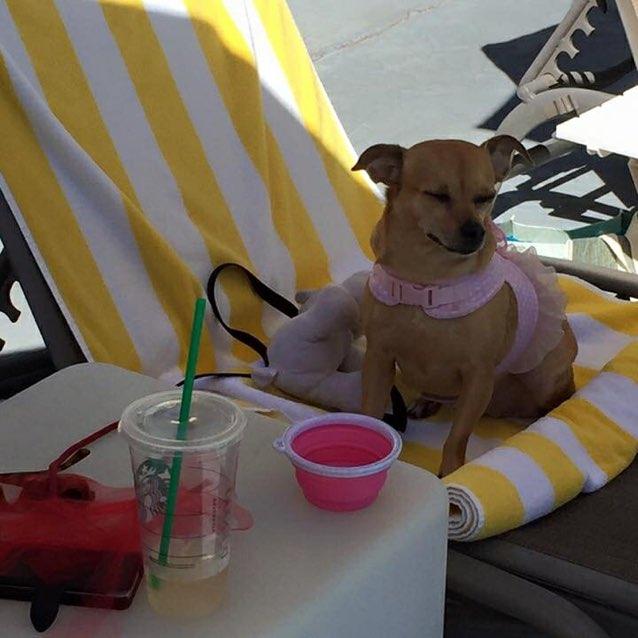 Dog Friendly Palm Springs, CA