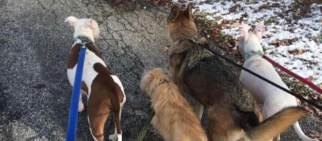 Mason Dixon Dog Walking,LLC Mason Dixon Dog Walking,LLC
