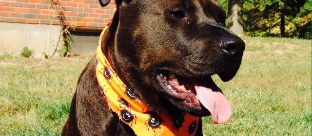 Dog Friendly Creve Coeur, MO
