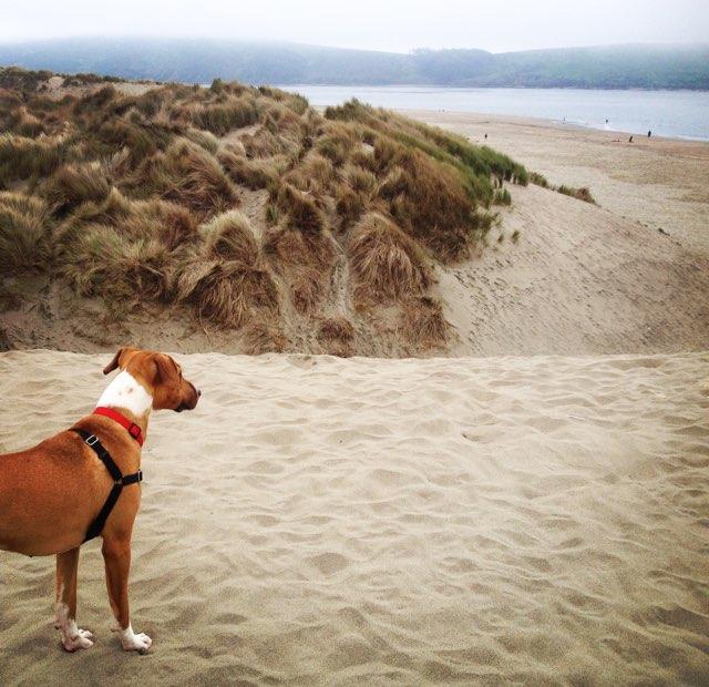 Dillon Beach: The Ultimate Dog-Friendly Getaway