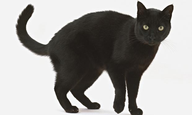 lost cat