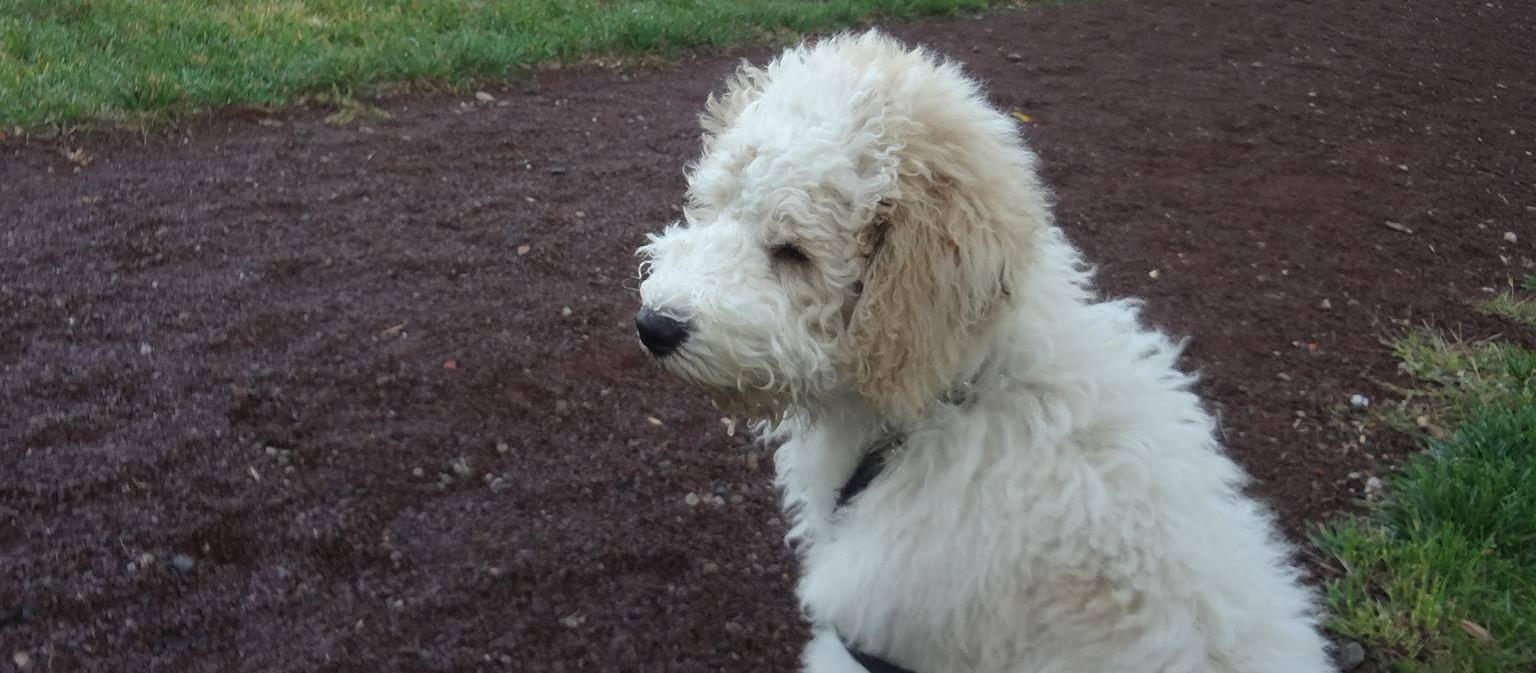 My puppy Oscar taking in the park view. My puppy Oscar taking in the park view.