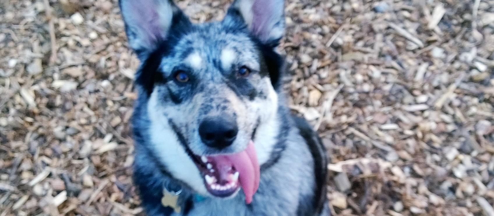 My Australian Cattle Dog in the South Windsor Dog Park. My Australian Cattle Dog in the South Windsor Dog Park.