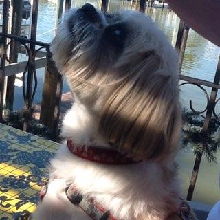 Little Bar Restaurant restaurant view 4