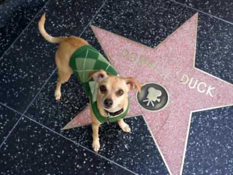 Pet Friendly Hollywood Walk of Fame