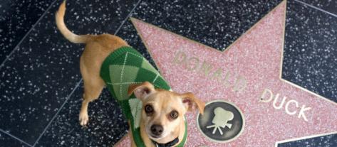 Hollywood Walk of Fame is dog friendly! Hollywood Walk of Fame is dog friendly!