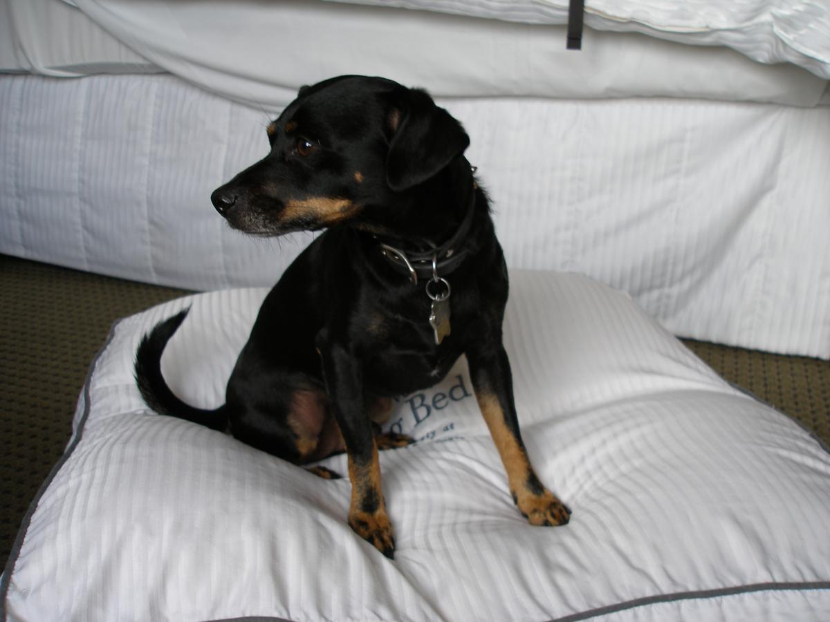 Dog Friendly Nantucket, MA