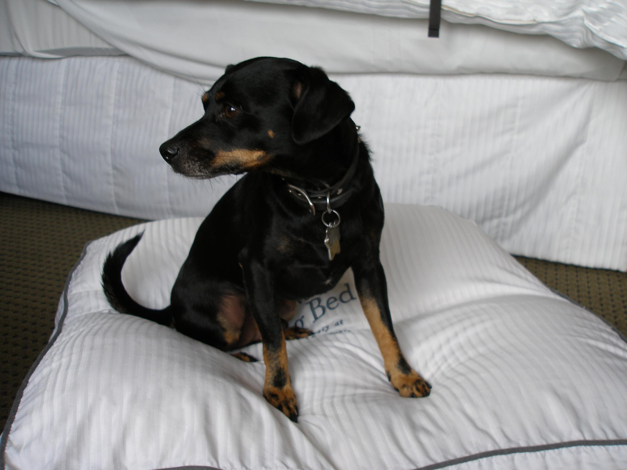 Dog Friendly Nantucket Ma Bringfido