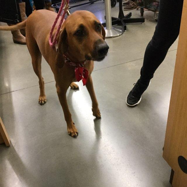 Dog Friendly Lynchburg, VA