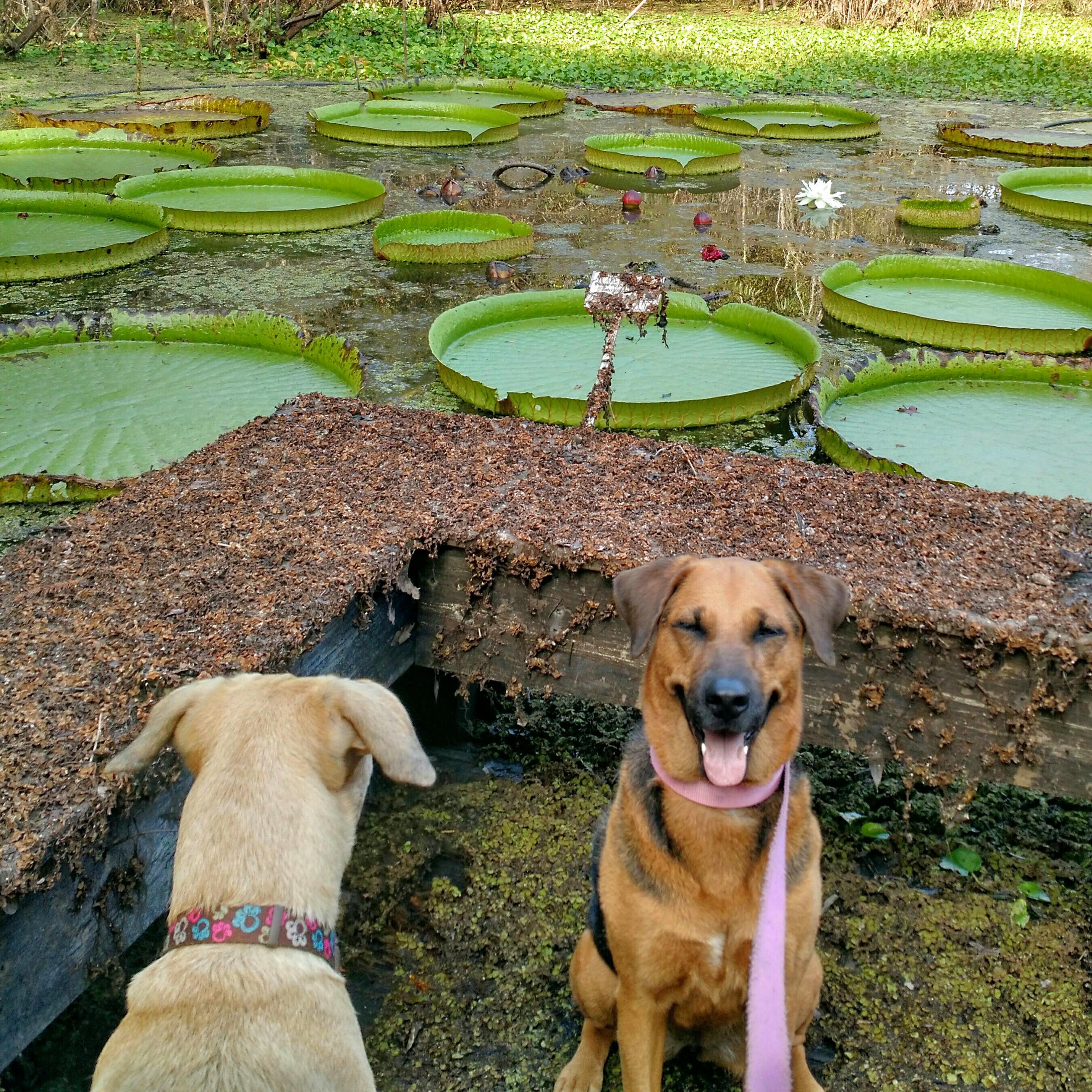Pet Friendly Kanapaha Botanical Gardens