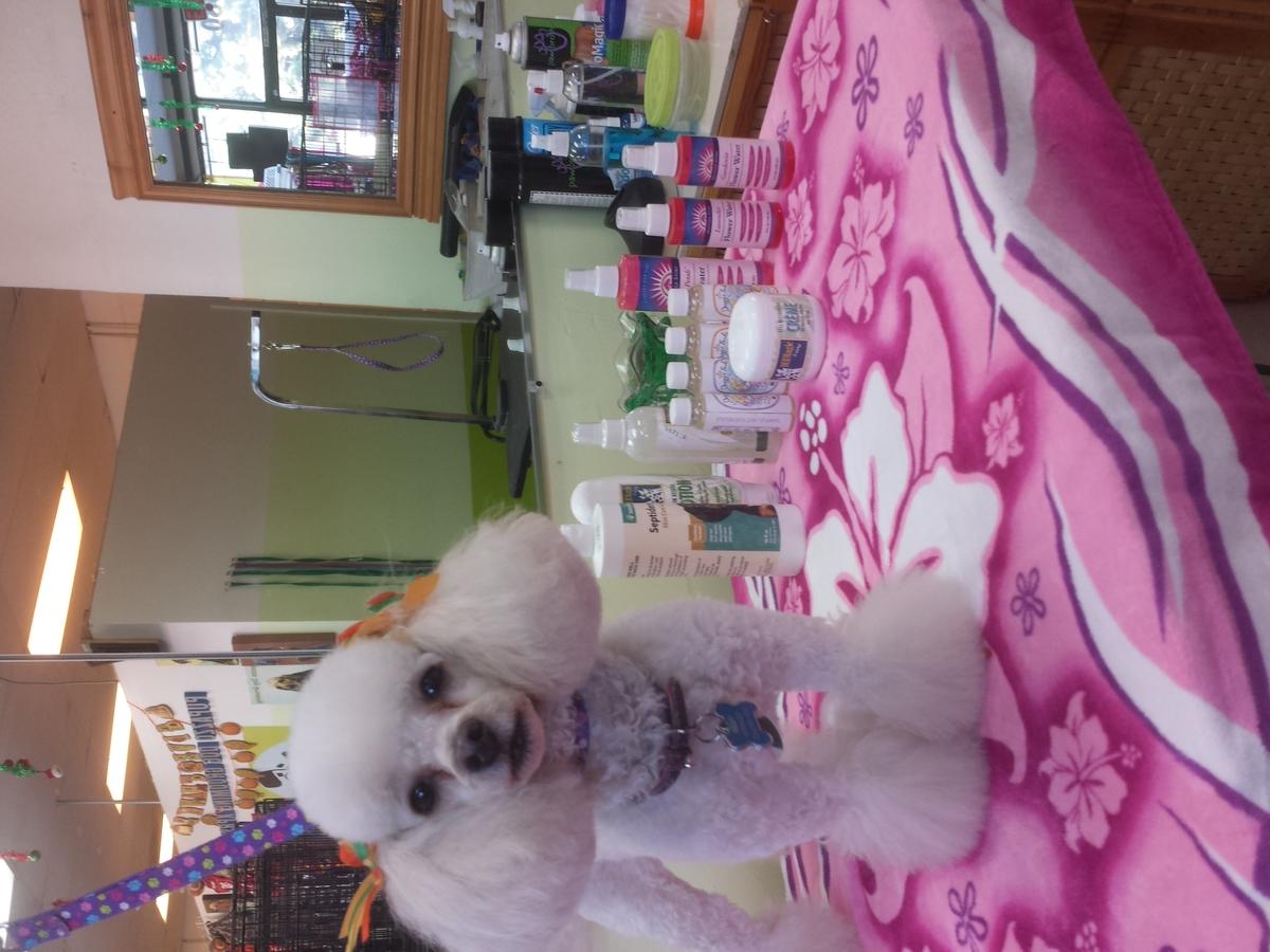 Pupazzo Dog Grooming Xprss