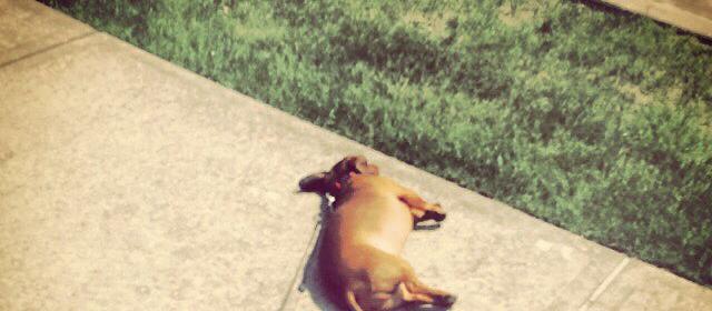 Dog Friendly Streetsboro, OH