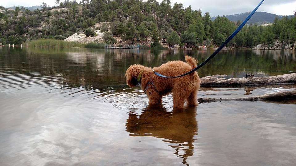 are dogs allowed at canyon lake az