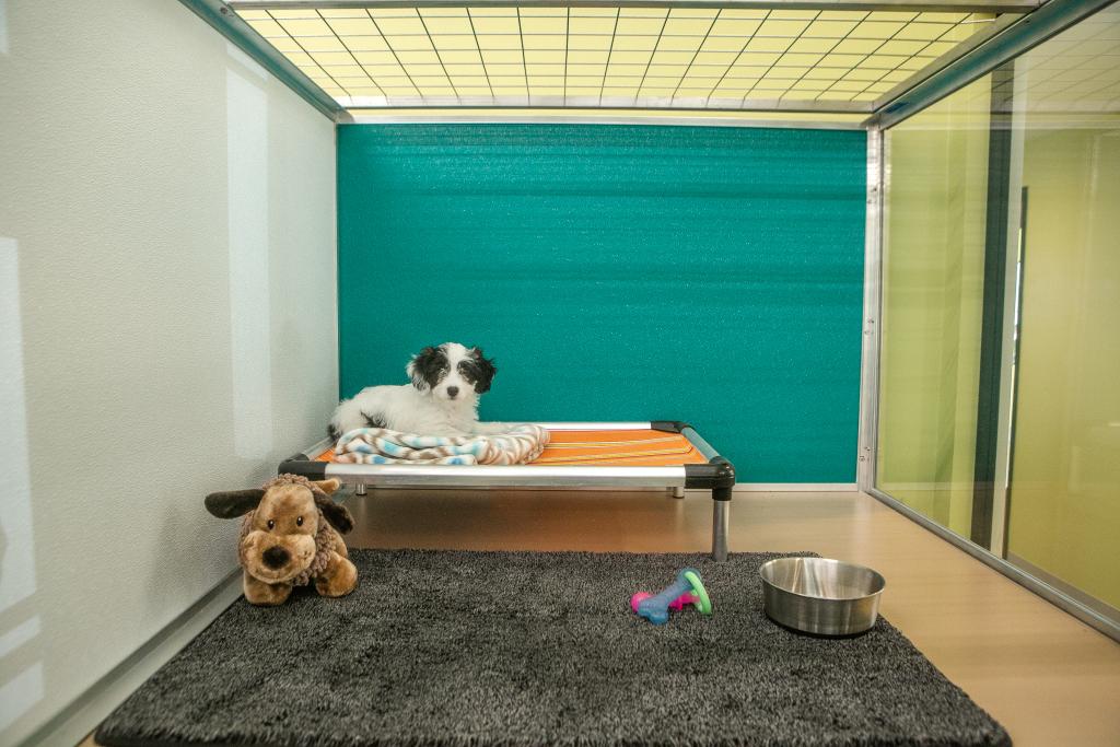 Pet spa. Кошачий отель. Отель для кошек. Pets Hotel отели. Гостиница для питомца баннер.