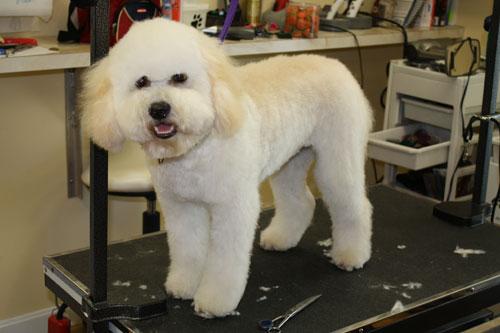 yankee clipper dog grooming
