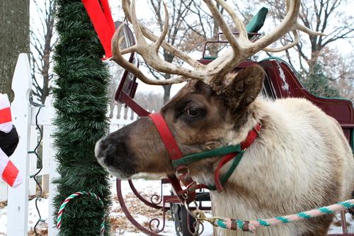 BringFido to Pet Supplies Plus pet friendly Christmas open house