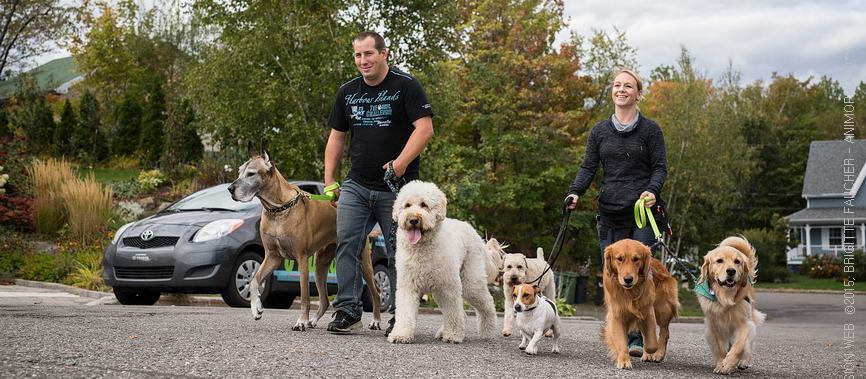 Dog Walker Dog Walker