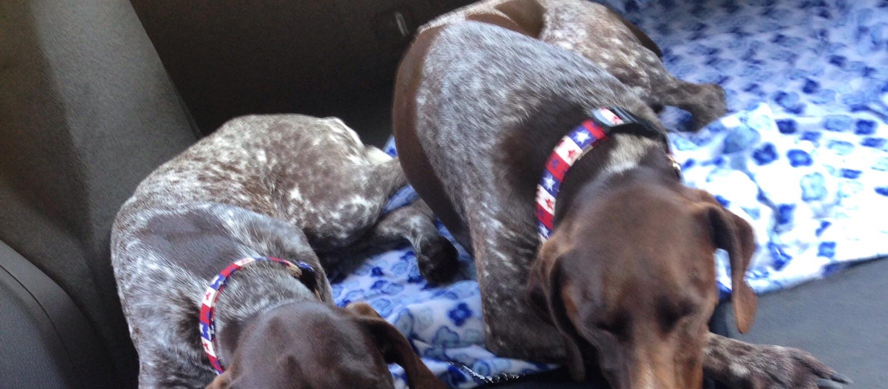 Pooped pups after a long play day Pooped pups after a long play day