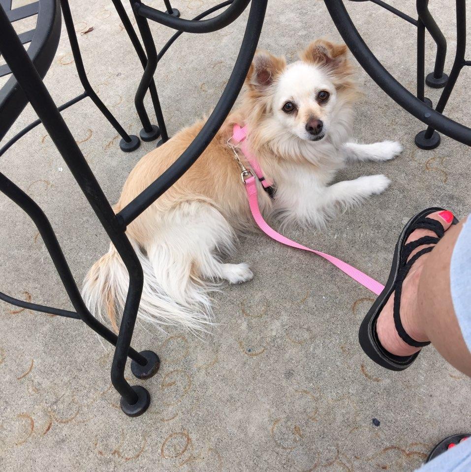 Dog Friendly Roseville, CA BringFido