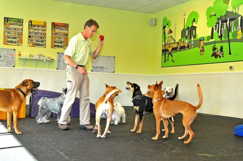 Pet Friendly Fit 'N' Furry Pet Resort and Training Center