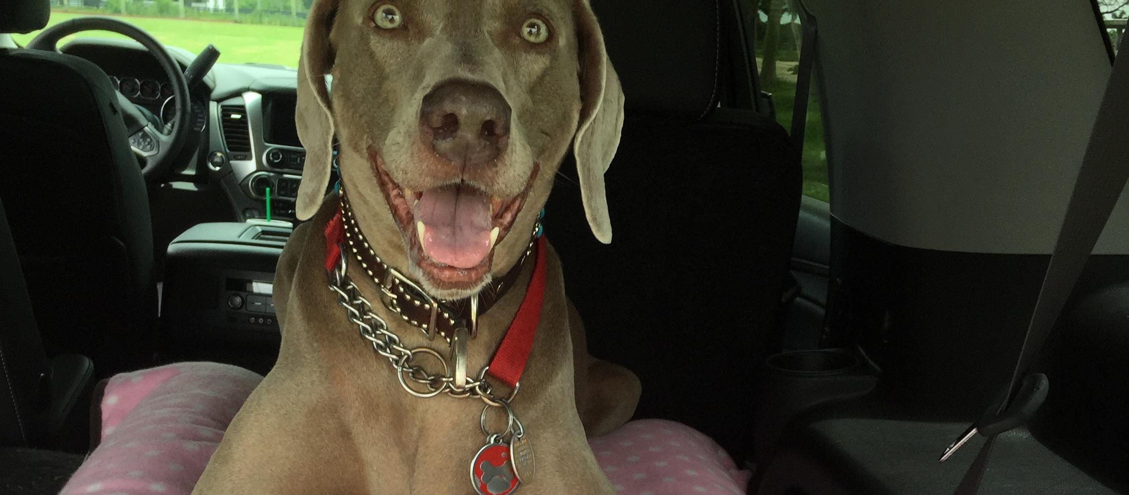 Dog Friendly Wellington, FL