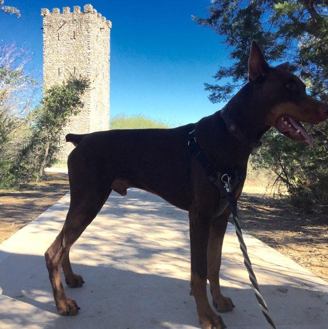 are dogs allowed at comanche lookout park