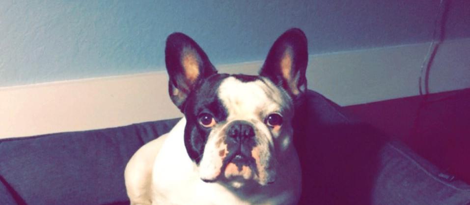 Dog Friendly Doral, FL