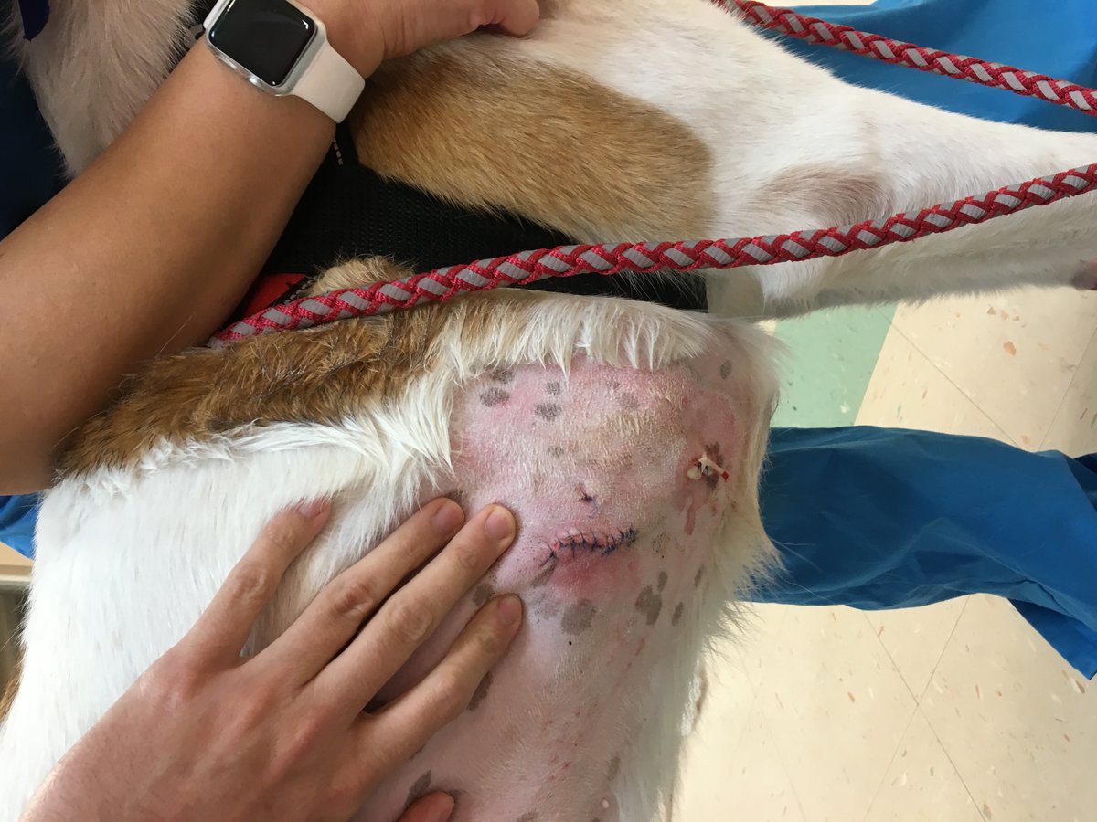 Injured my 9 month old St. Bernard . Said they care summit the bills we will pay it all . We care and in the end nothing but a fight. I pay for coverage they offer and you get no coverage when it comes to an injury. The vet said it was a blunt force trauma , he has a hematoma on his ribs. Had surgery to stop the bleeding . Sound like a loving /caring owner. I say not......