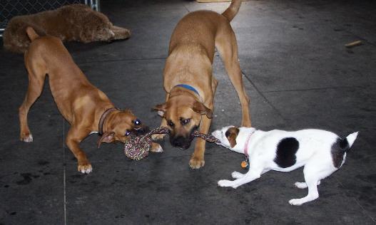 Pet Friendly Club Canine Doggie Daycare & Boarding