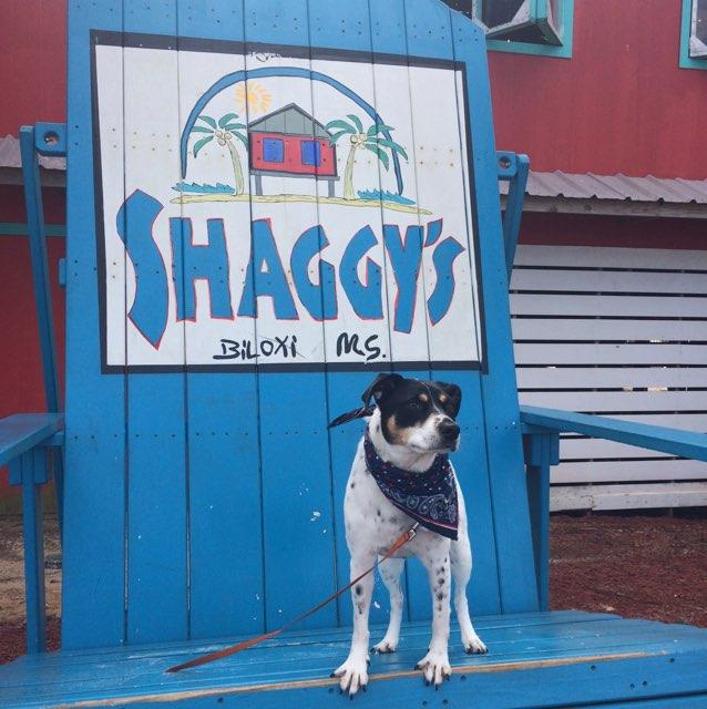 Shaggy's Biloxi Beach Is Pet Friendly