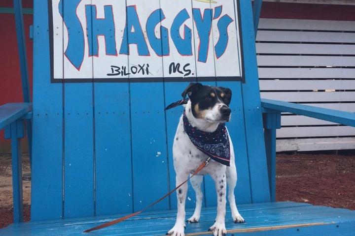 Pet Friendly Shaggy's Biloxi Beach