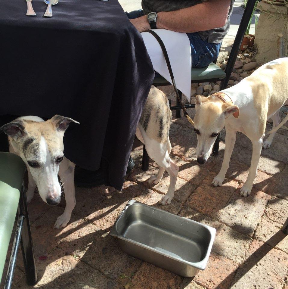 Pet Friendly River City Grill
