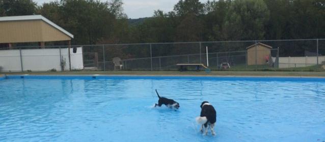 Dog Friendly Wexford, PA