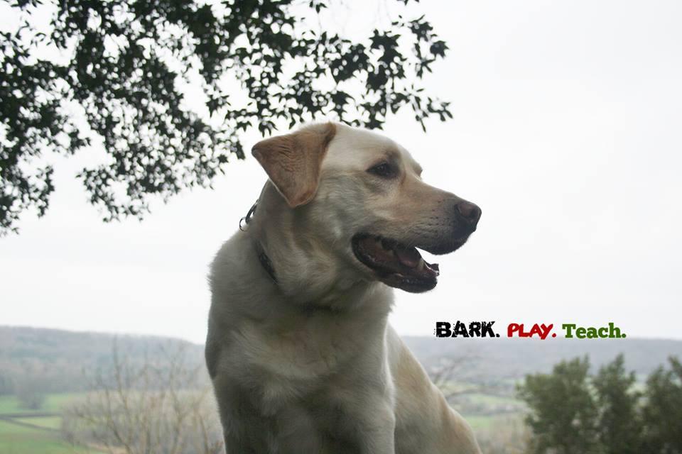 Bark Play Teach Dog Training & Walking