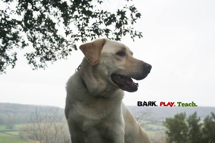 Pet Friendly Bark Play Teach Dog Training & Walking