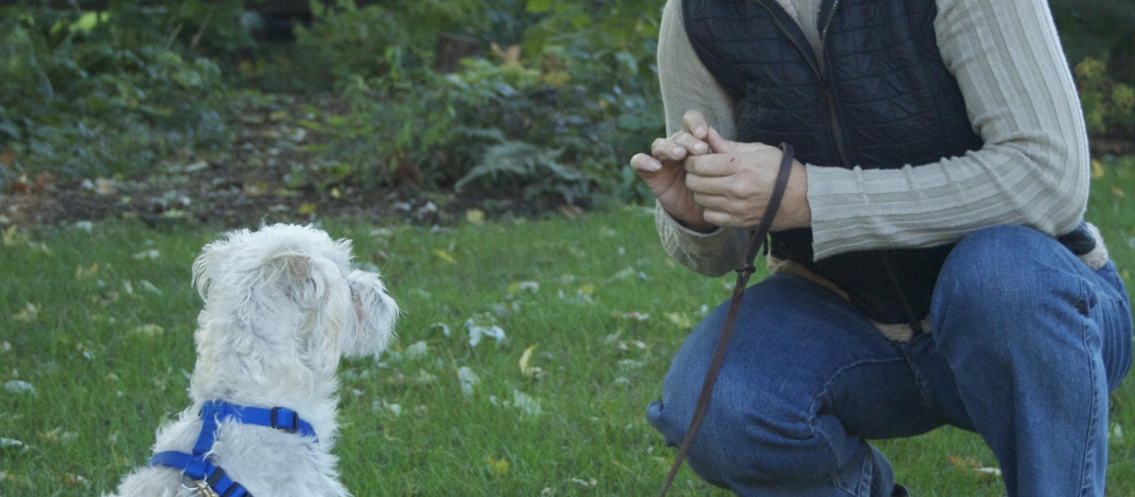 Dogs 4 Life Training and Wellness Dogs 4 Life Training and Wellness
