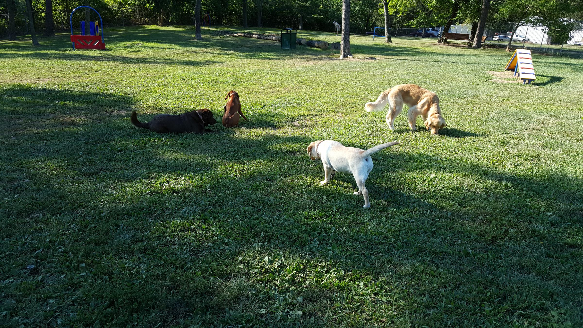 Pet Friendly Winchester Dog Park