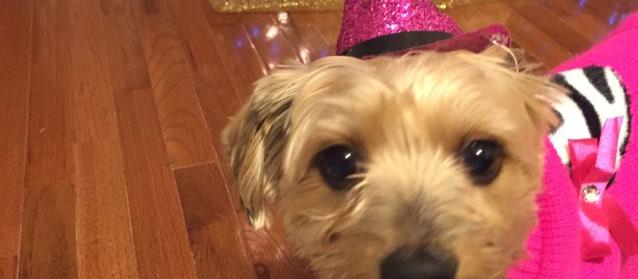 Dog Friendly Herndon Va Bringfido