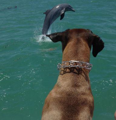 Pet Friendly Dolphin Safari Charters