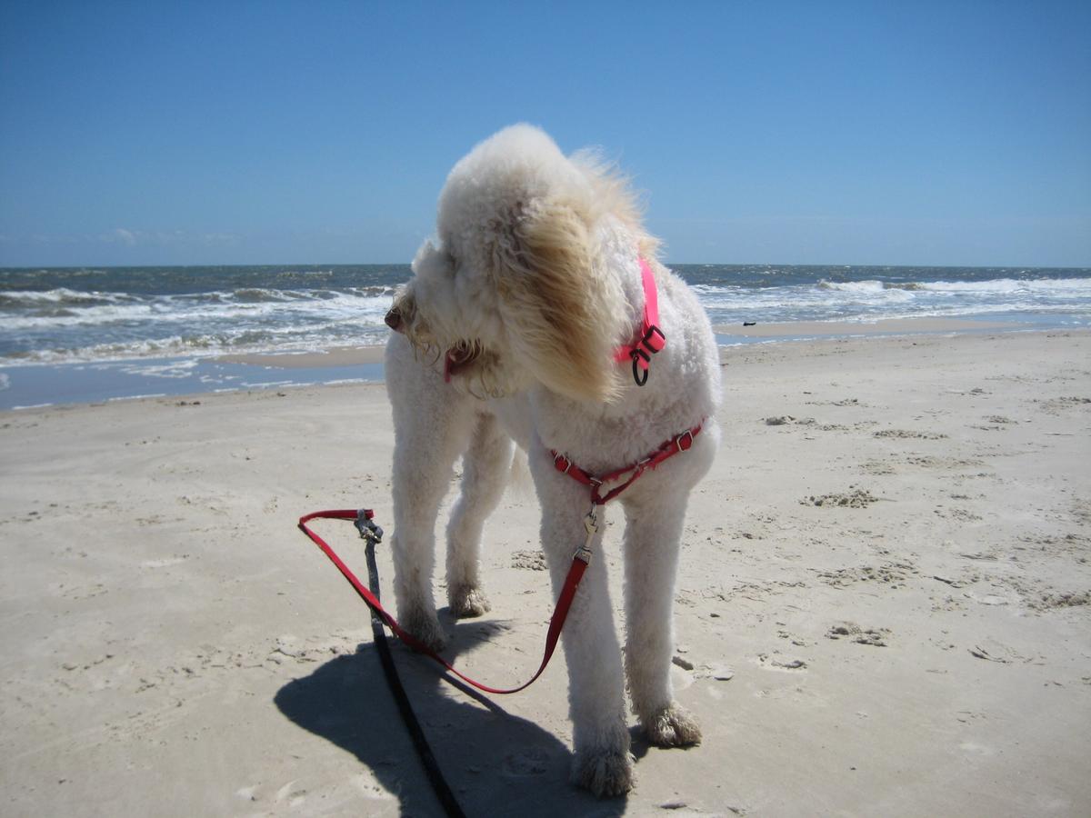 cape san blas off leash dog beach