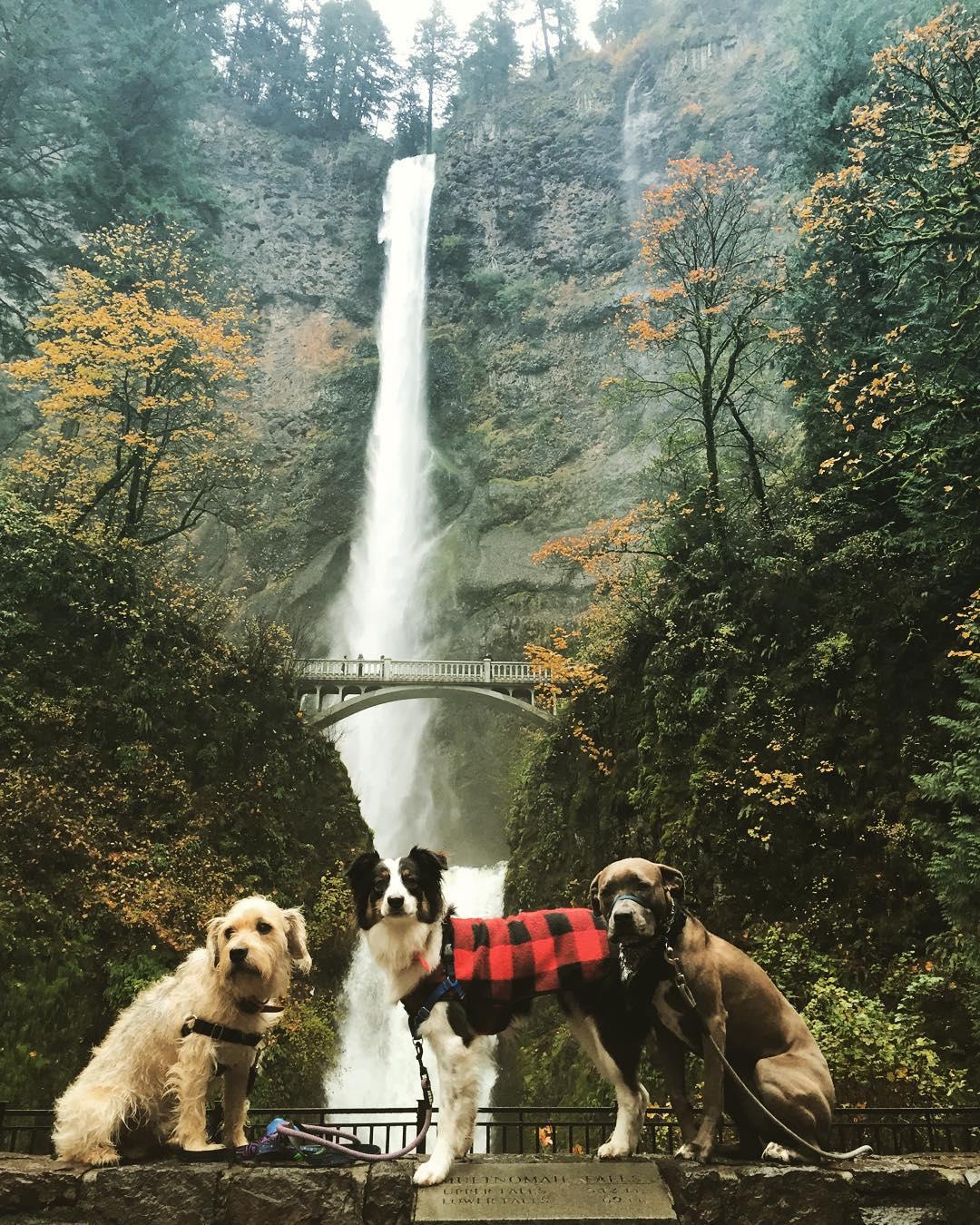 are dogs allowed at multnomah falls