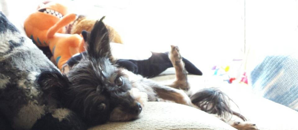 Meeka loves to lounge on a warm day. Meeka loves to lounge on a warm day.