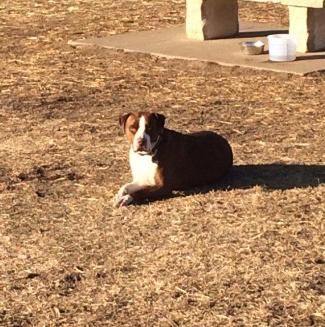 Dog Friendly Missouri