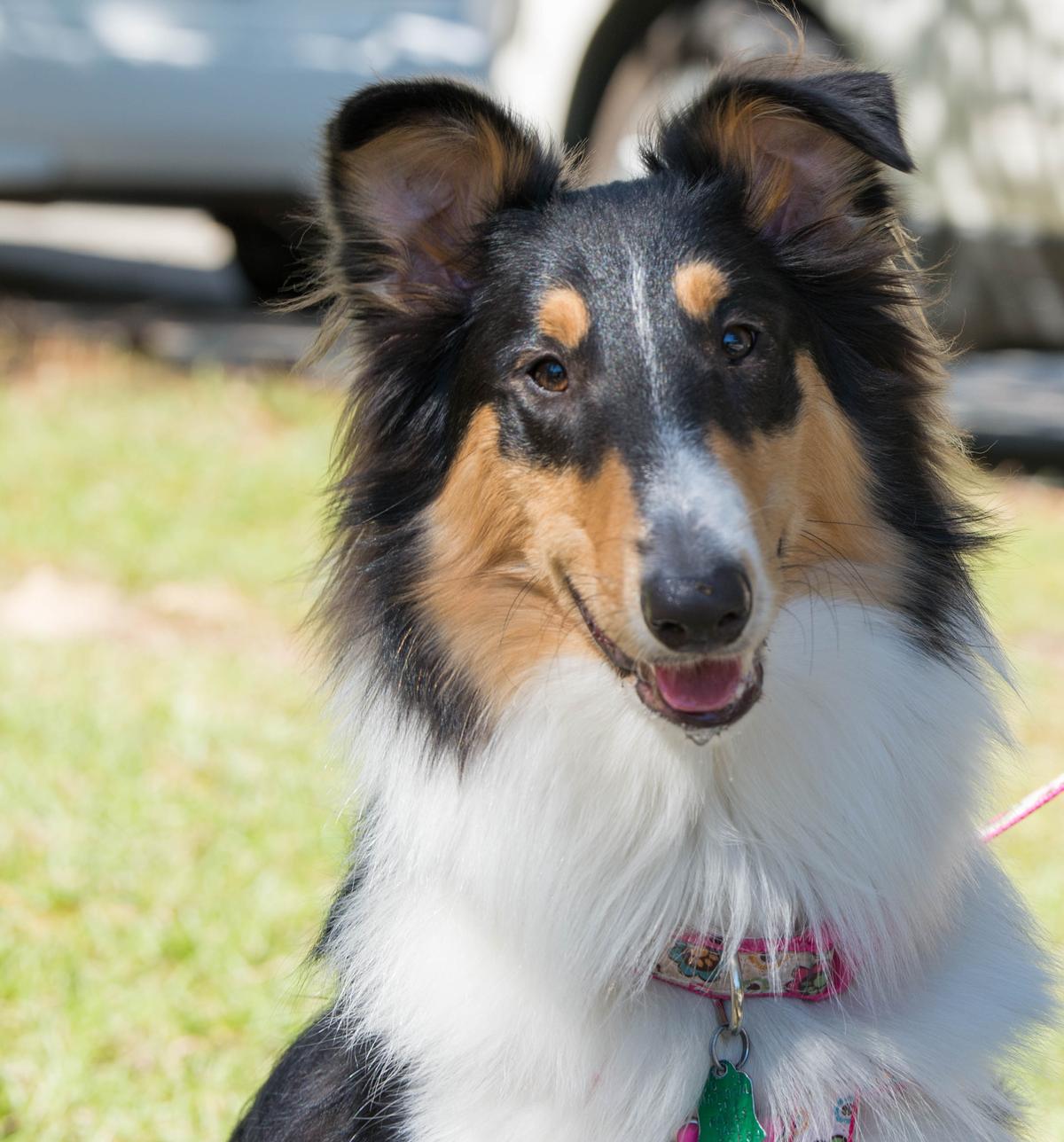 rough collie Lilly